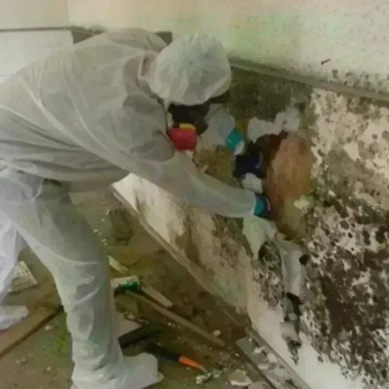 Mold Remediation and Removal in Chrisman, IL